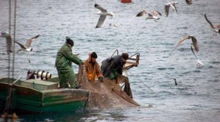 Украинская акватория Азовского моря на грани рыбной катастрофы